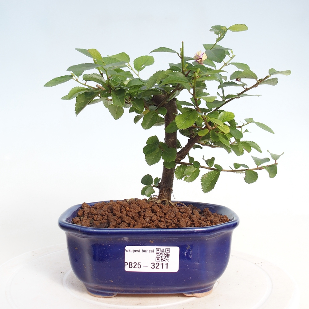 Izbová bonsai - Grewia occidentalis - Hviezdica levanduľová