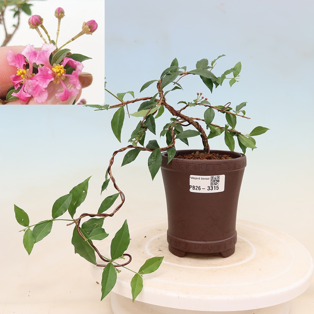 Izba bonsai – barbadoská čerešňa (Malpighia glabra) 