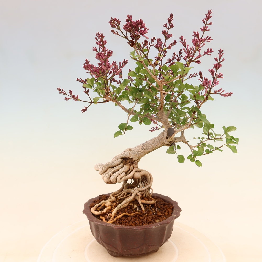 Vonkajší bonsaj - Syringa microphylla - drobnokvetý šeřík