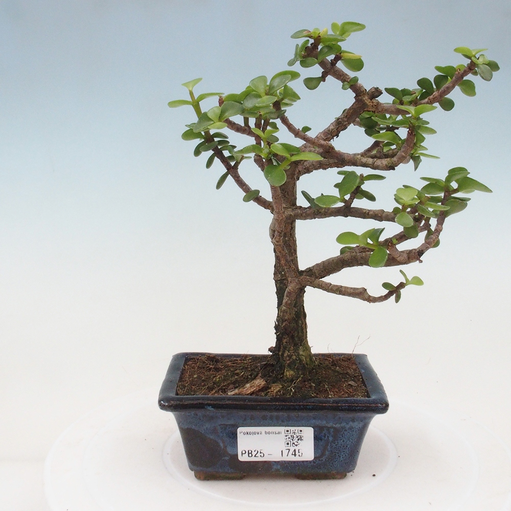 Izbová bonsai - Portulakaria Afra - Tlustice