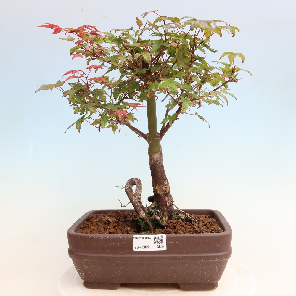 Vonkajší bonsaj - Acer palmatum DESHOJO