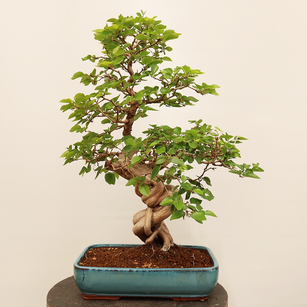 Vonkajší bonsai -Carpinus Coreana - Hrab kórejský