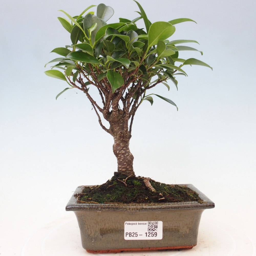 Izbová bonsai - Ficus retusa - malolistý fikus