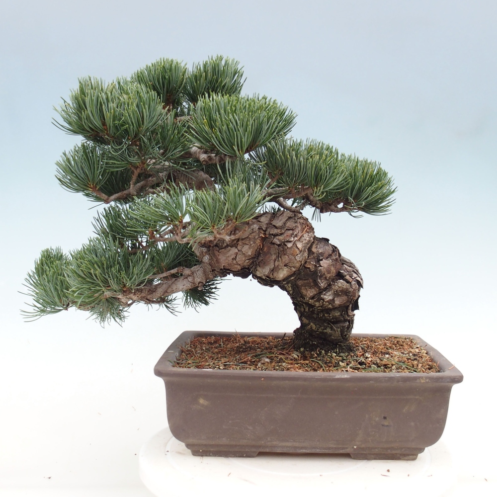 Vonkajšie bonsai - Pinus parviflora - Borovica drobnokvetá