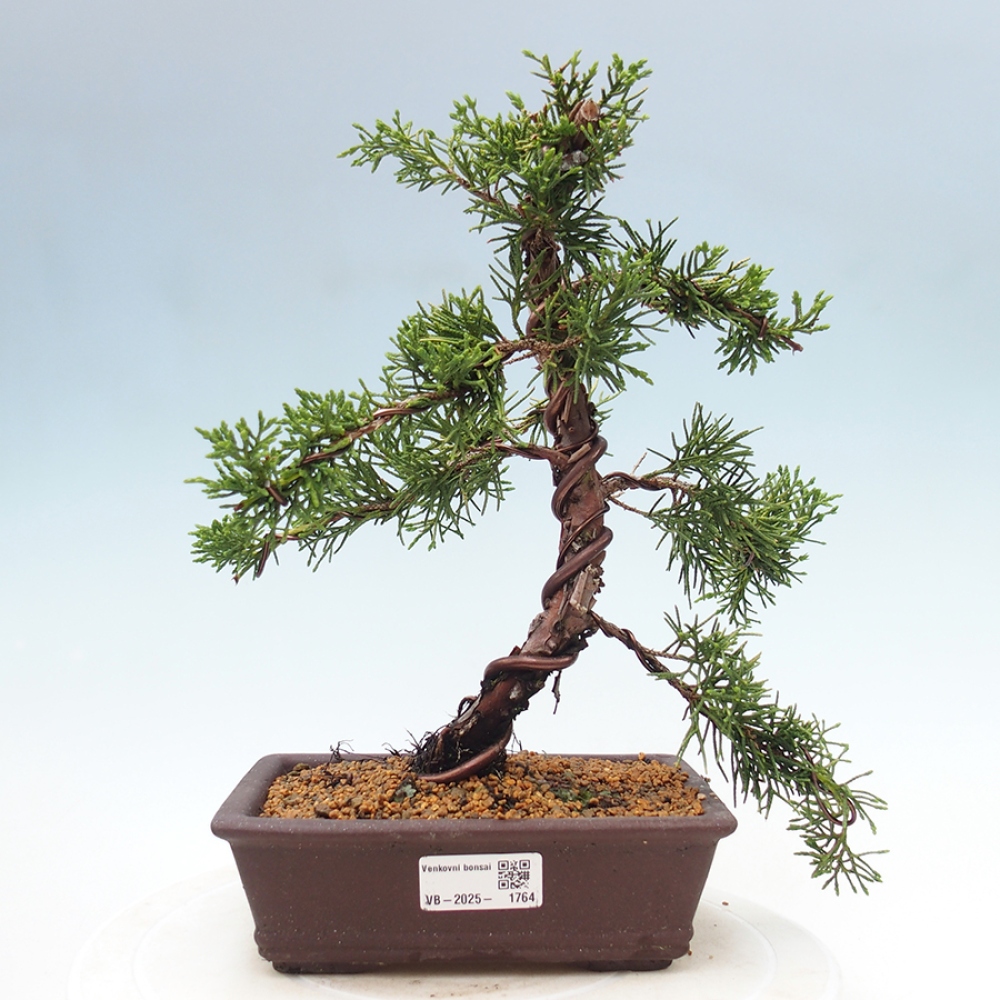 Vonkajší bonsai - Juniperus chinensis Kishu -Jalovec čínsky