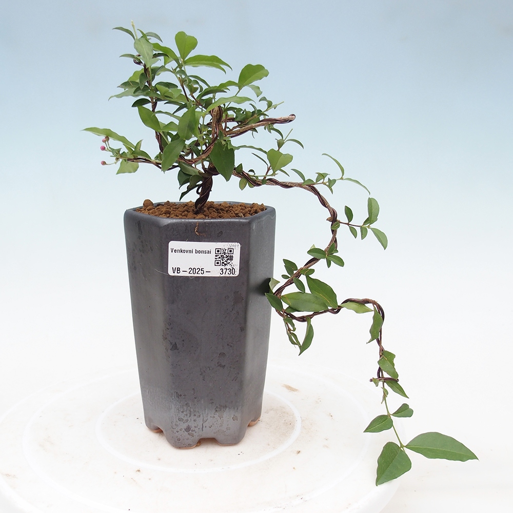 Izbová bonsai -Malpighia coccigera- Barbdorská čerešňa