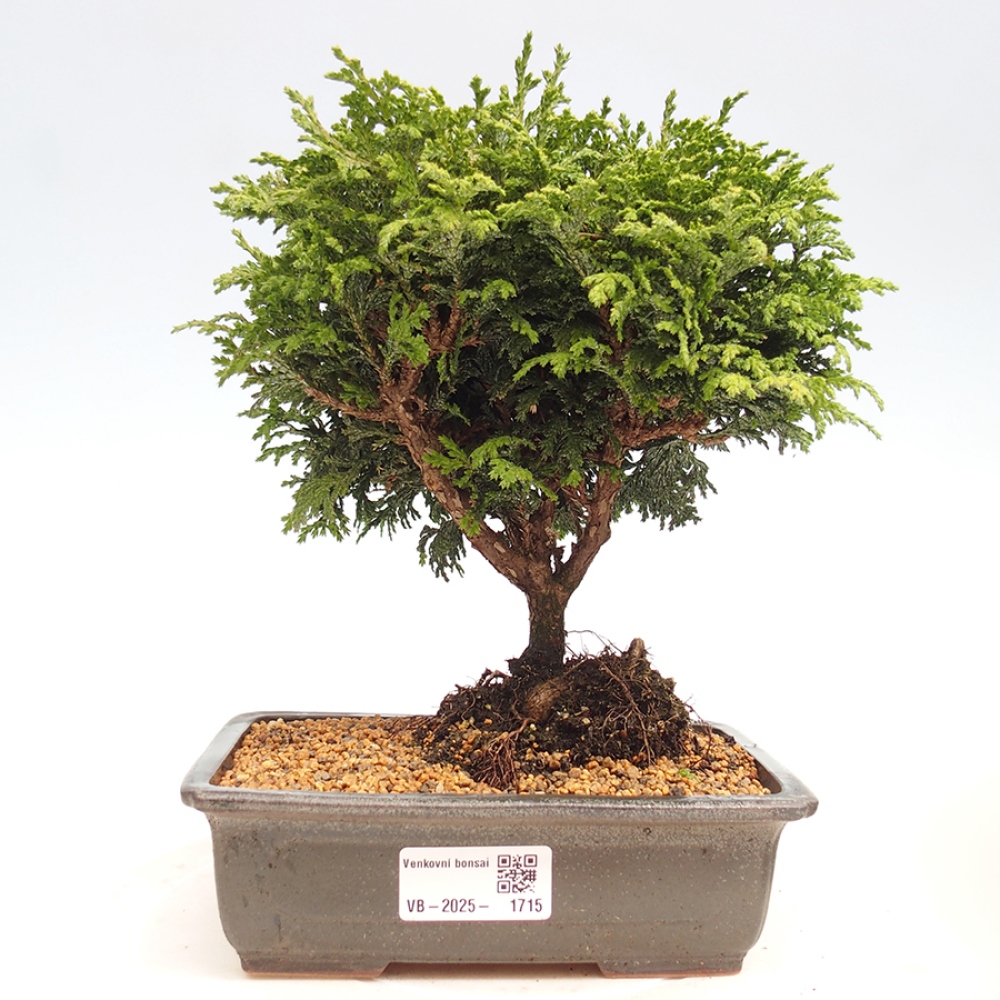 Vonkajší bonsai - Cham.pis Parslori - Cyprus