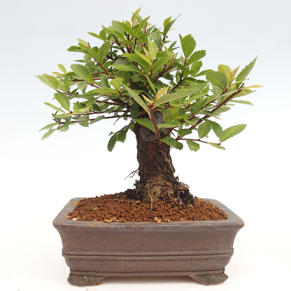 Vonkajšie bonsai - Zelkova - Zelkova Nirom