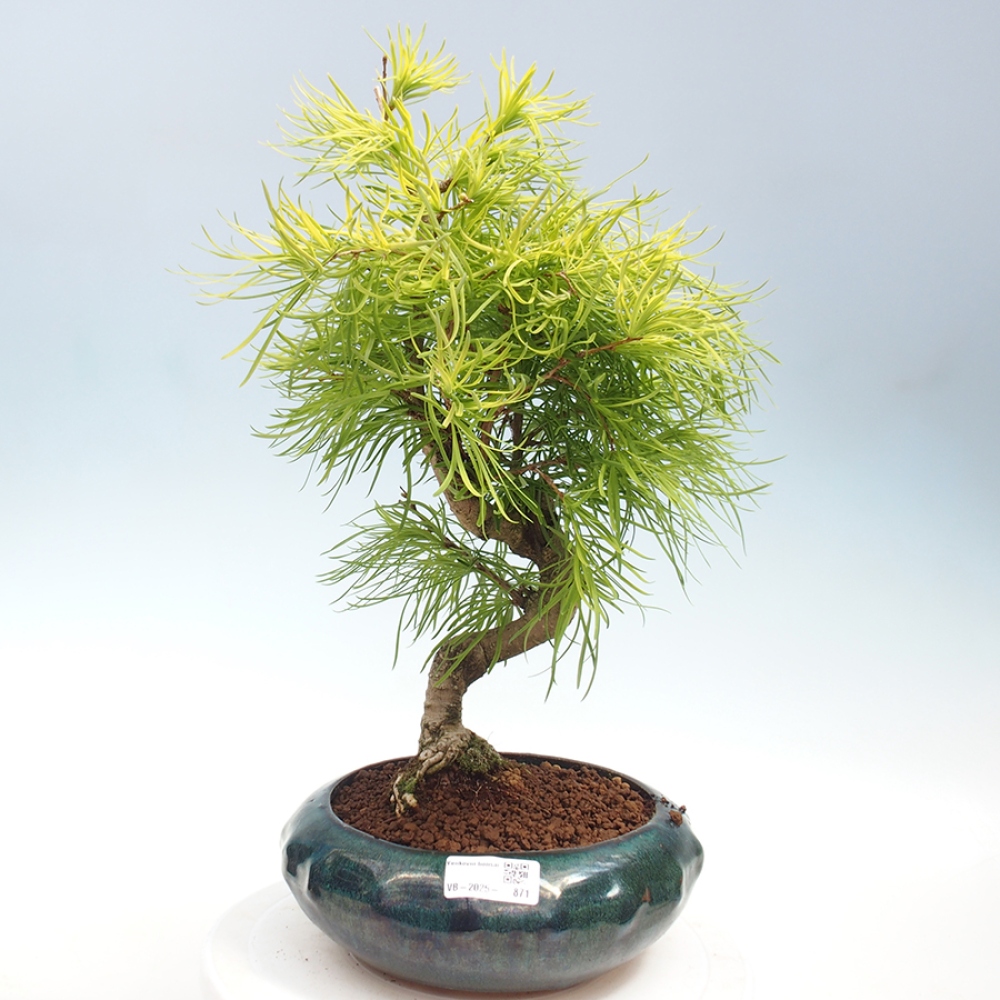 Vonkajší bonsai - Pamodrín - Pseudolarix amabis