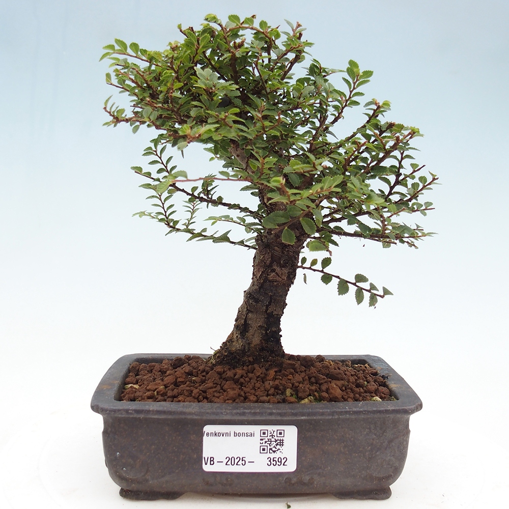 Vonkajší bonsaj - Ulmus parvifolia Hokkaido - čínsky brest