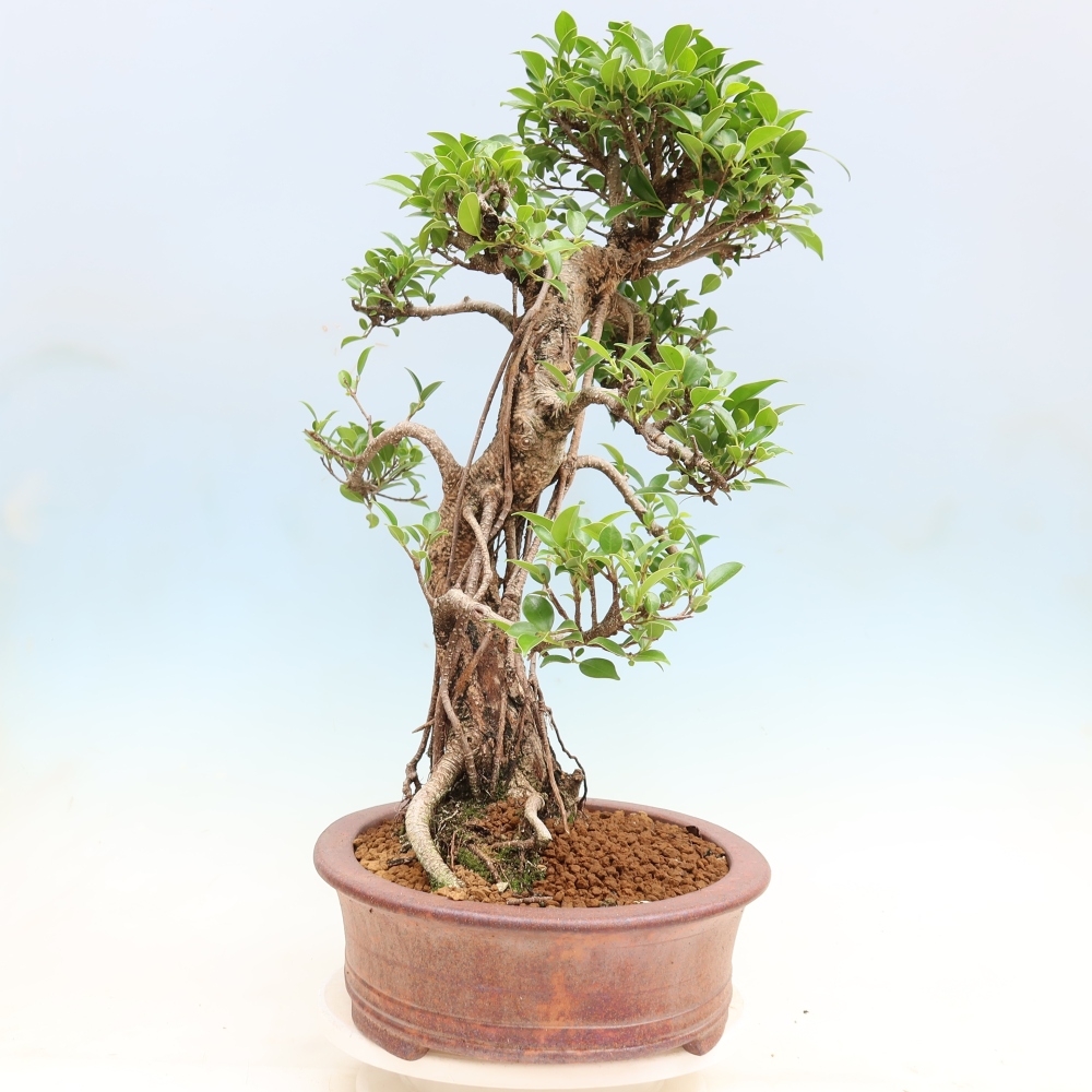 Izbové bonsaje - Ficus kimmen - drobnolistý fikus