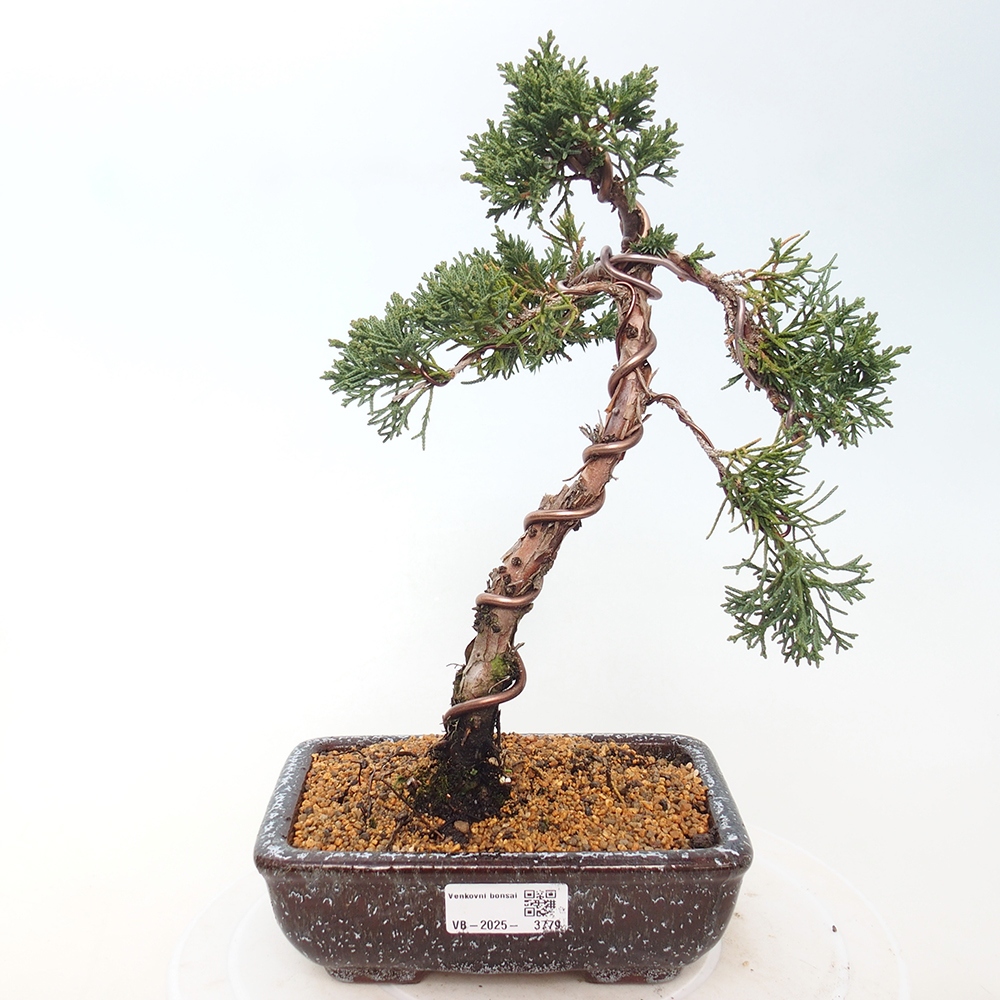 Vonkajší bonsaj - Juniperus chinensis Kishu