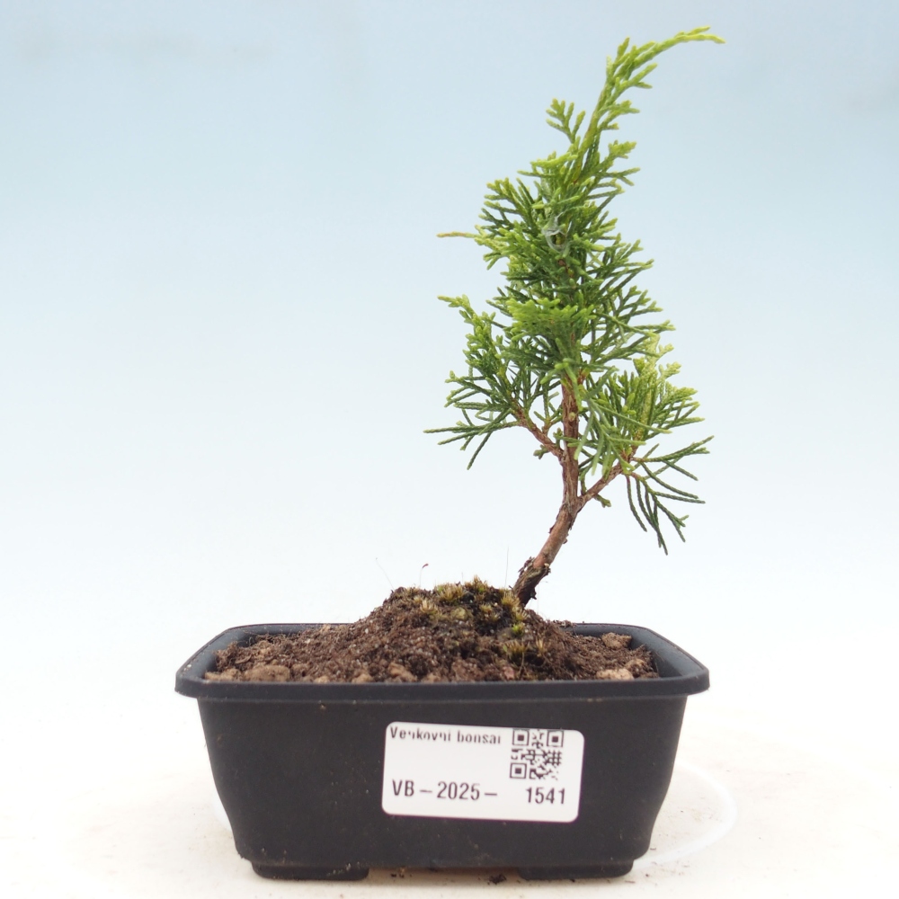 Vonkajší bonsai - Juniperus chinensis Itoigawa -Jalovec čínsky