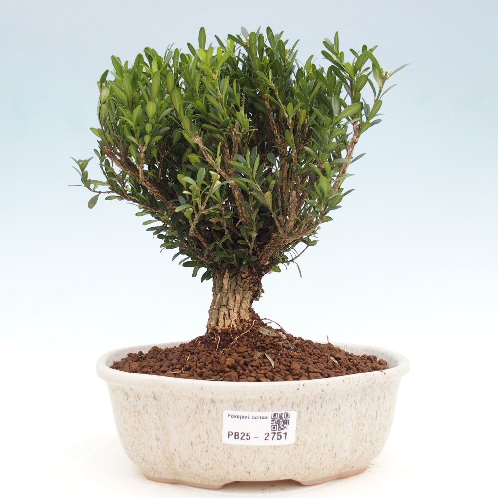 Izbová bonsai - Buxus harlandii - korkový buxus