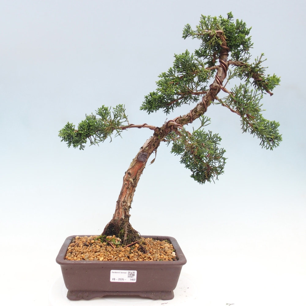 Vonkajší bonsaj - Juniperus chinensis Kishu