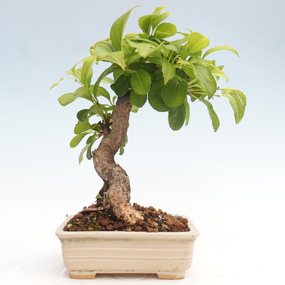 Vonkajšie bonsai - Celastrus Jesenec