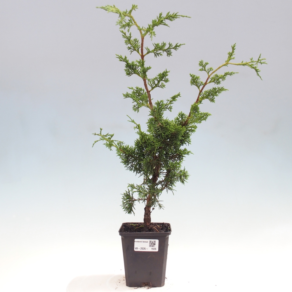 Vonkajší bonsaj - Juniperus chinensis Itoigawa