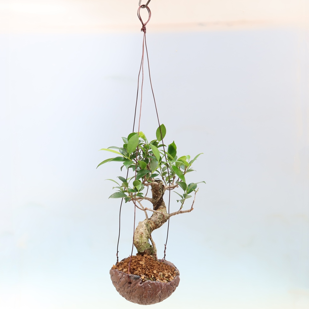 Kokedama v keramike – ficus s malými listami – Ficus kimmen