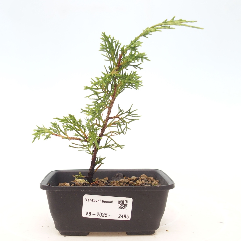 Vonkajší bonsai - Juniperus chinensis Itoigawa -Jalovec čínsky