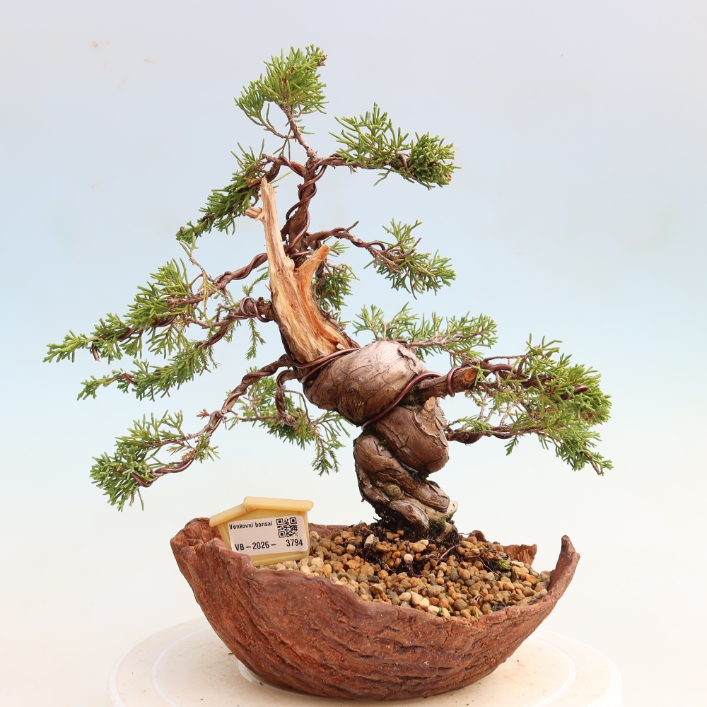Vonkajší bonsai – Juniperus chinensis Itoigawa – čínsky jalovec