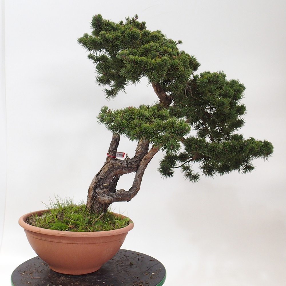 Yamadori - Pinus sylvestris Španielsko