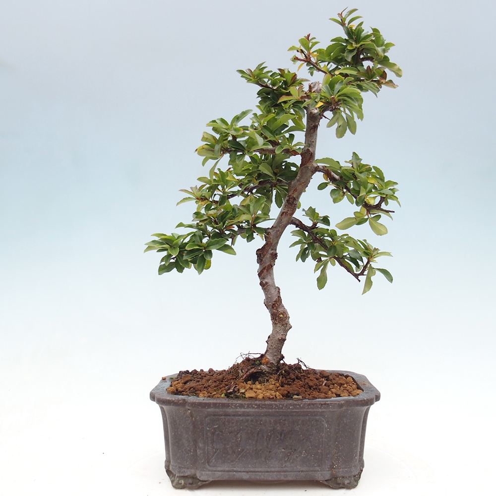Vonkajšie bonsaje-Pyracantha Teton -Hlox