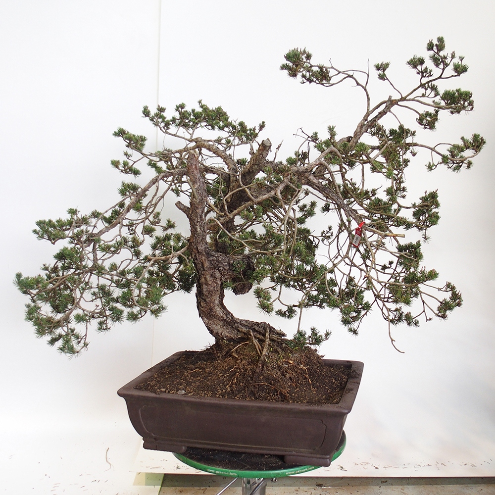 Yamadori - Pinus sylvestris Španielsko