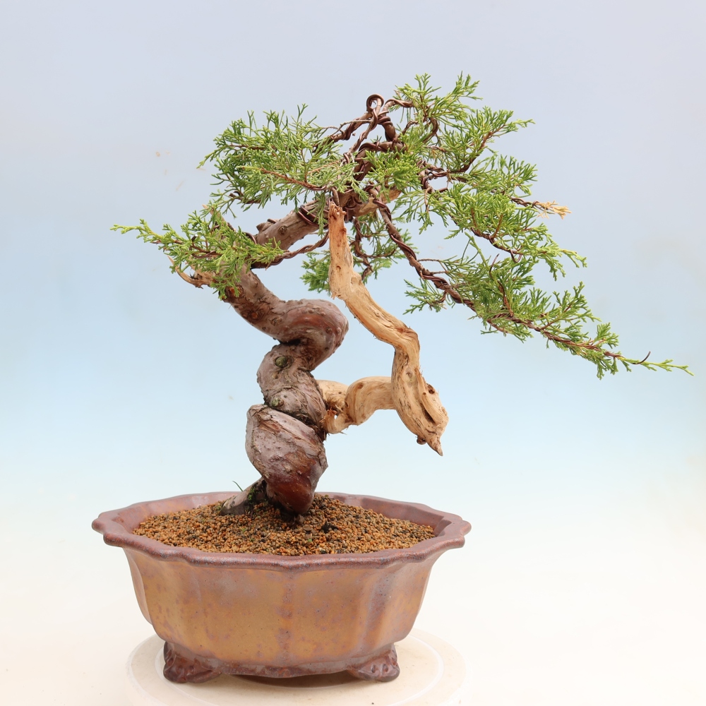 Vonkajší bonsai – Juniperus chinensis Itoigawa – čínsky jalovec