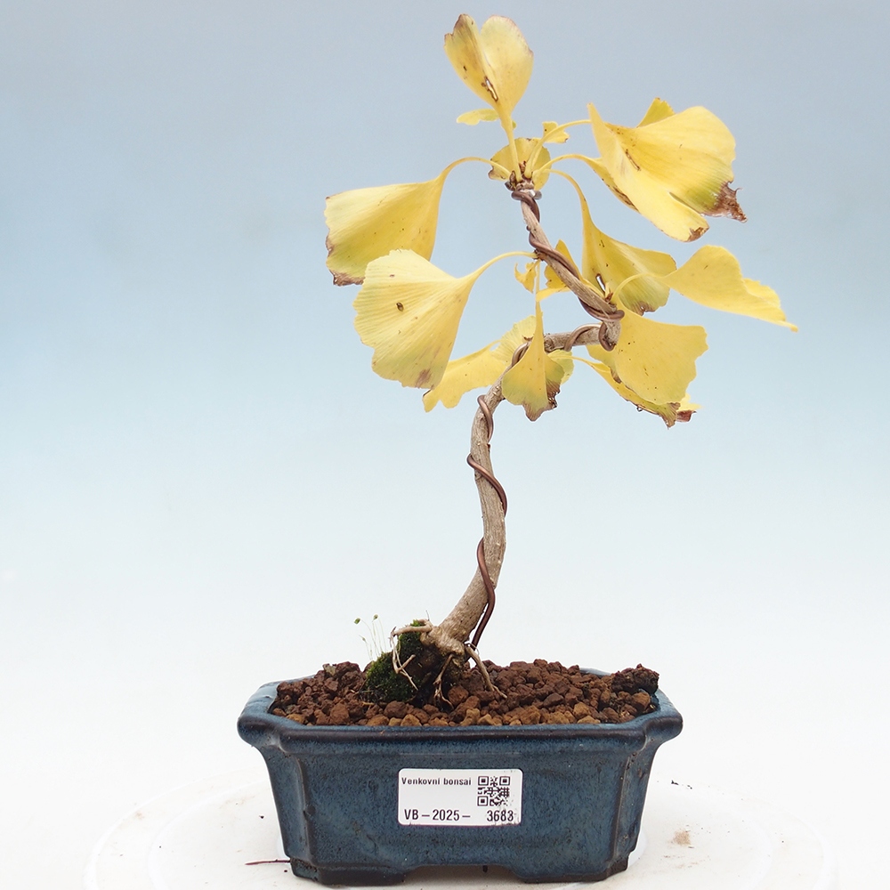 Vonkajšie bonsai - Ginko dvojlaločné - Ginkgo biloba