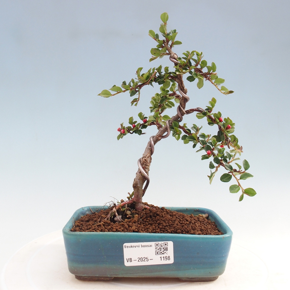 Vonkajší bonsai-Cotoneaster horizontalis - Skalník
