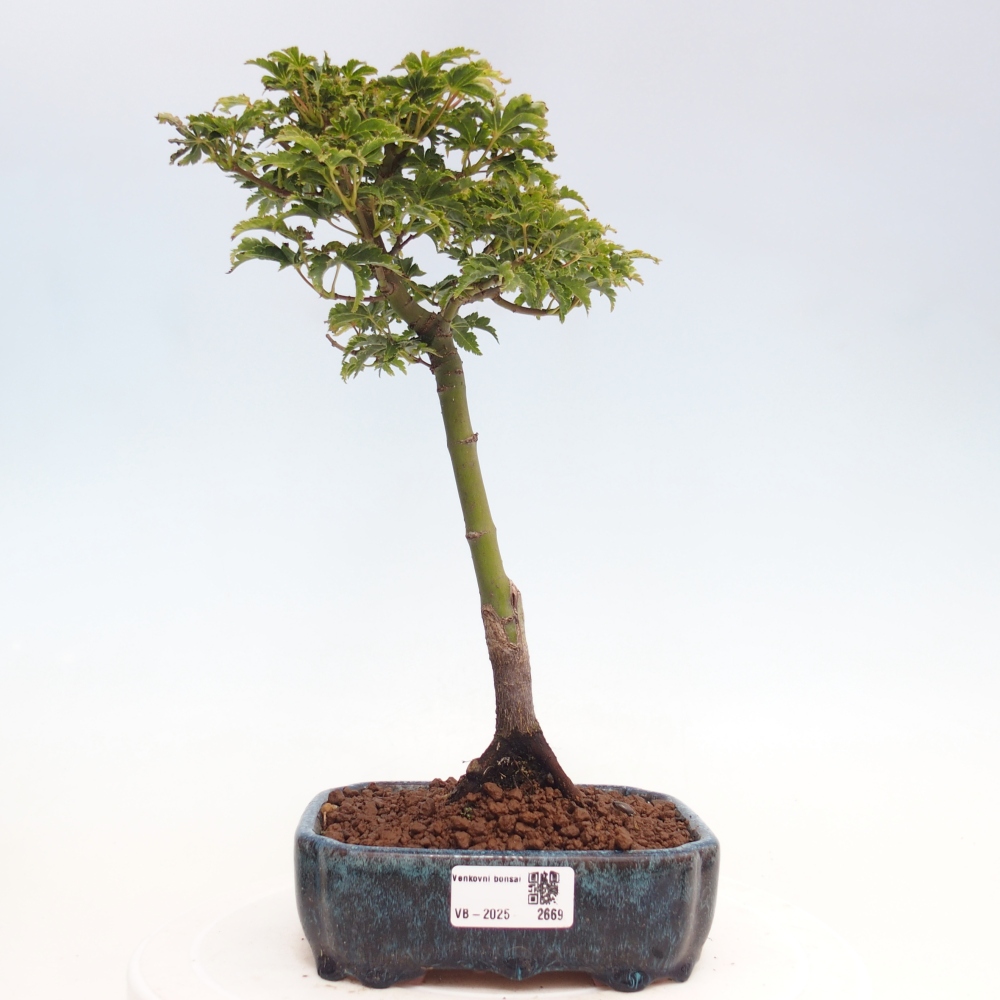 Vonkajší bonsai -Javor dlanitolistý Acer palmatum Shishigashira
