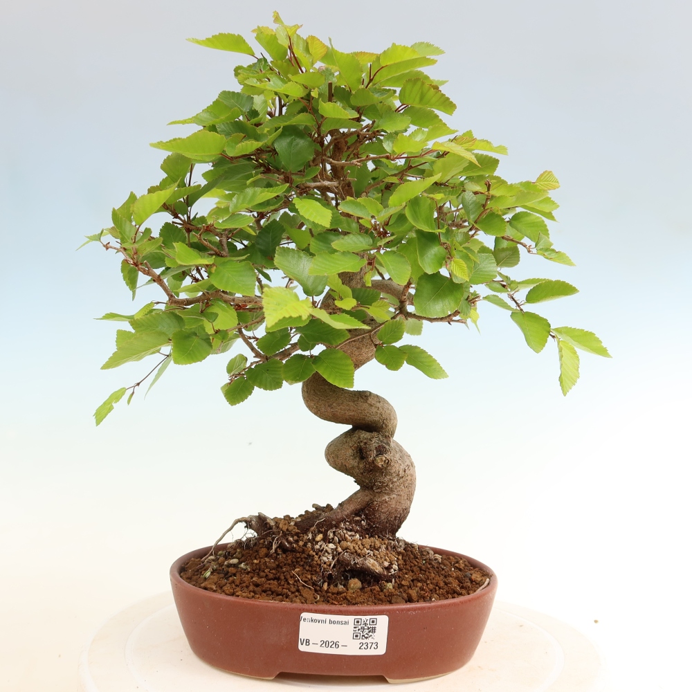 Vonkajší bonsaj -Carpinus coreana - Hrab kórejský