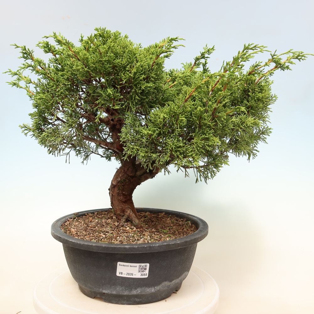 Vonkajší bonsai – Juniperus chinensis Itoigawa – čínsky jalovec
