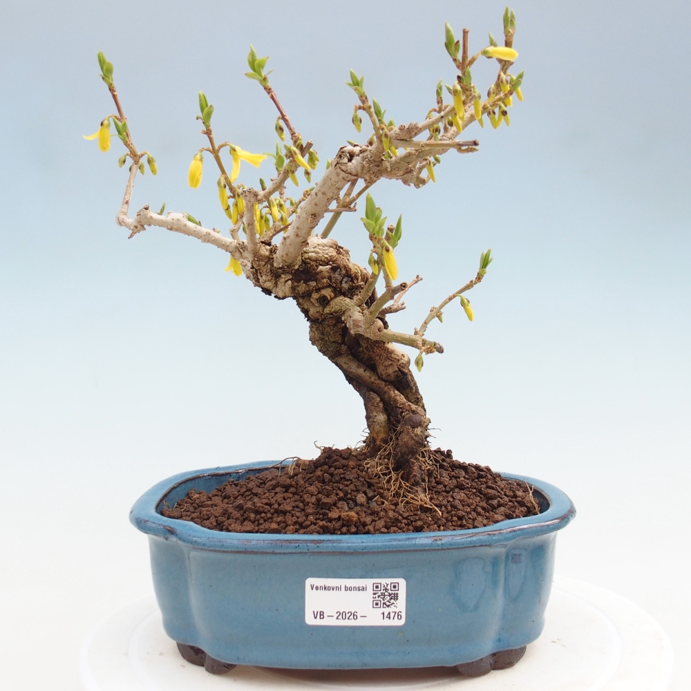 Vonkajšie bonsaje - Zlatice - Forsythia koreana