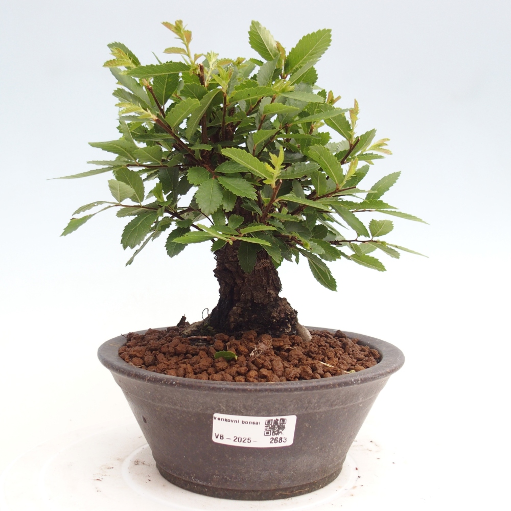 Vonkajšie bonsai - Zelkova - Zelkova Nirom