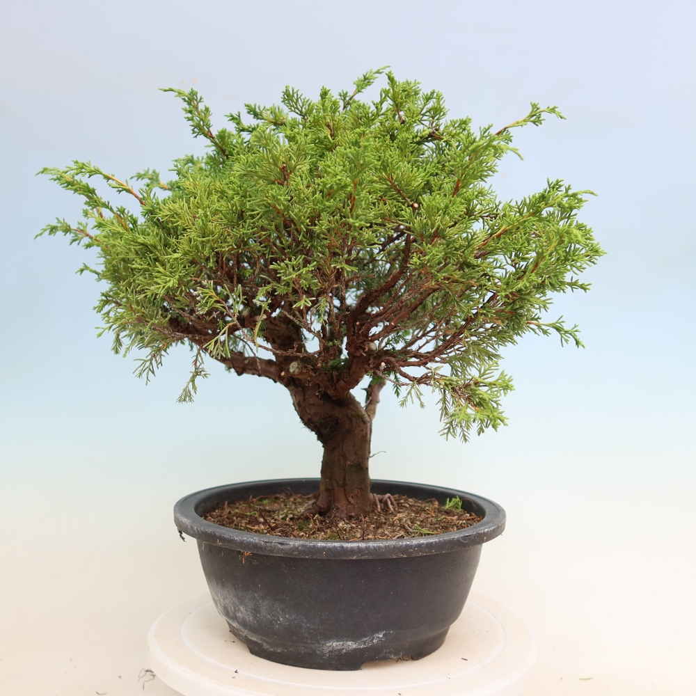 Vonkajší bonsai – Juniperus chinensis Itoigawa – čínsky jalovec