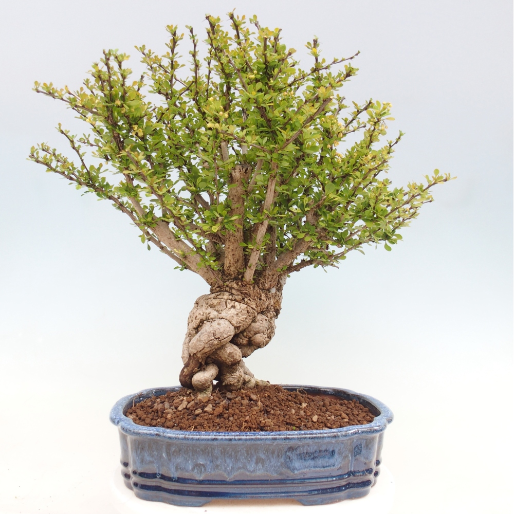Vonkajšie bonsaje - Berberis coreana
