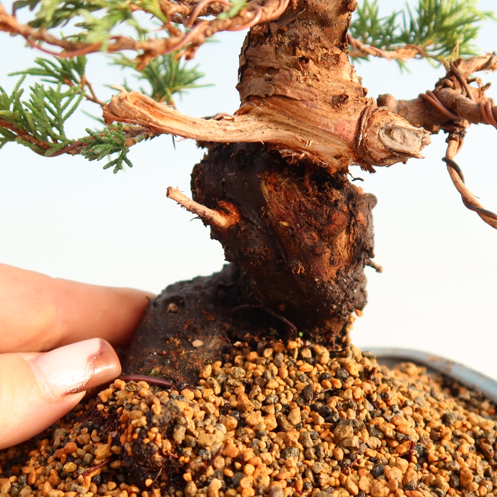 Vonkajší bonsai - Juniperus chinensis Itoigawa -Jalovec čínsky