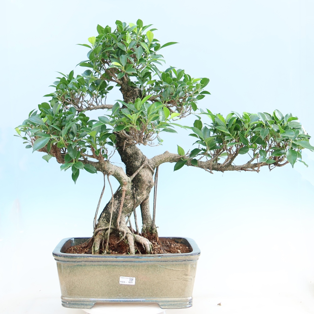 Izbové bonsaje - Ficus kimmen - drobnolistý fikus