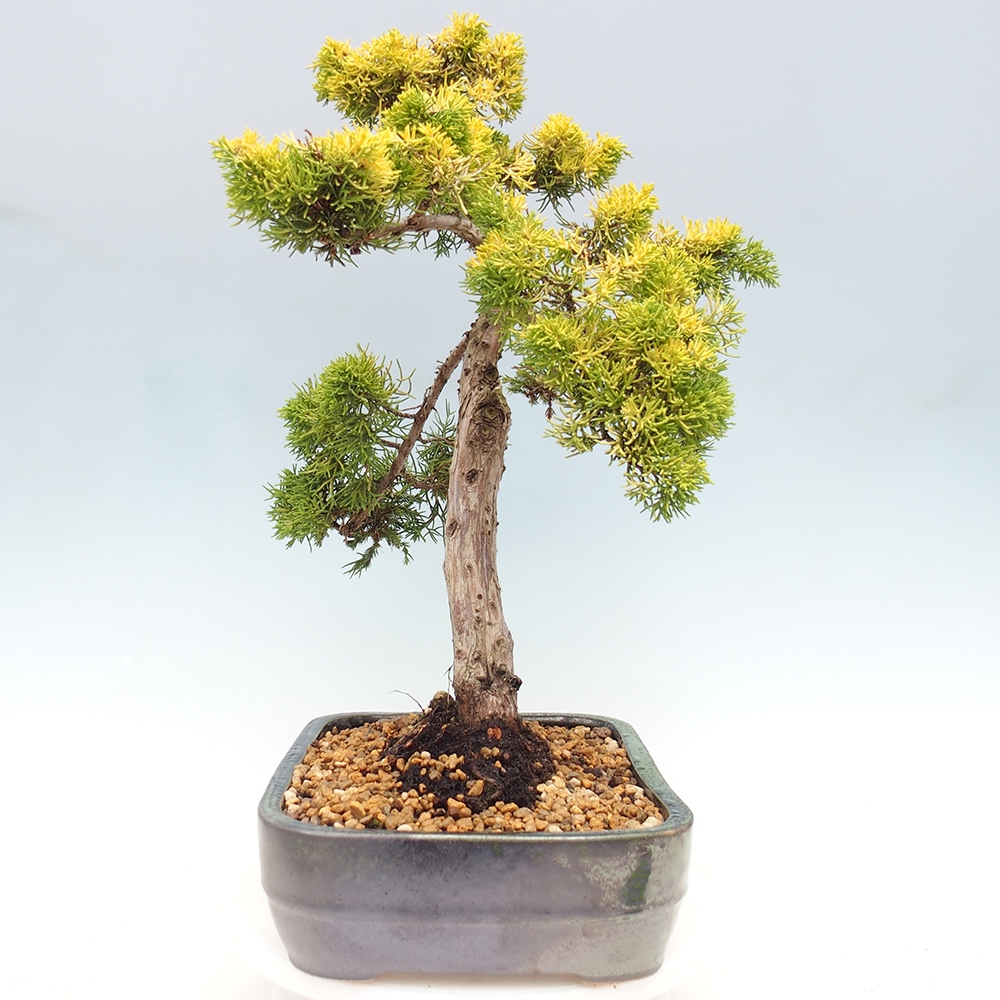 Vonkajší bonsai - Juniperus chinensis plumosa aurea - Borievka čínska zlatá