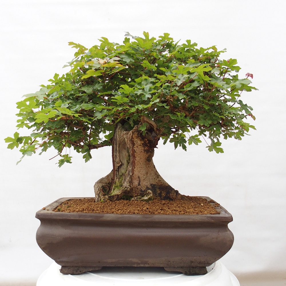 Vonkajší bonsai - Javor Francúzsky - Acer Nonspessulanum