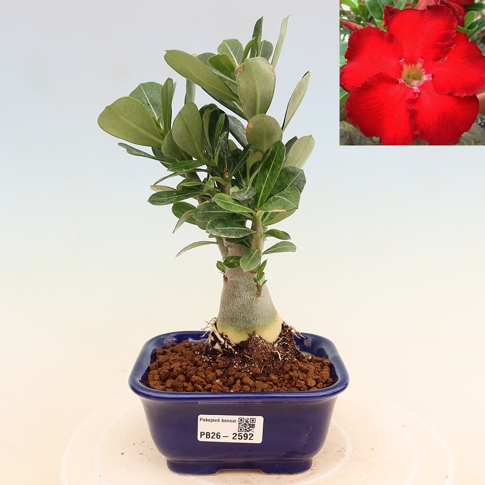 Izba bonsai – Adenium obesum Red Star – Púštna ruža