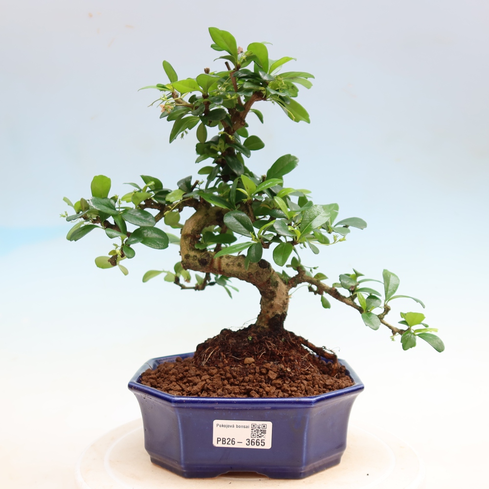 Izbové bonsaje - Carmona macrophylla - Tea fuki