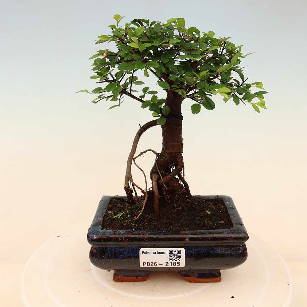 Izbový bonsaj - Ulmus parvifolia - brest malolistý