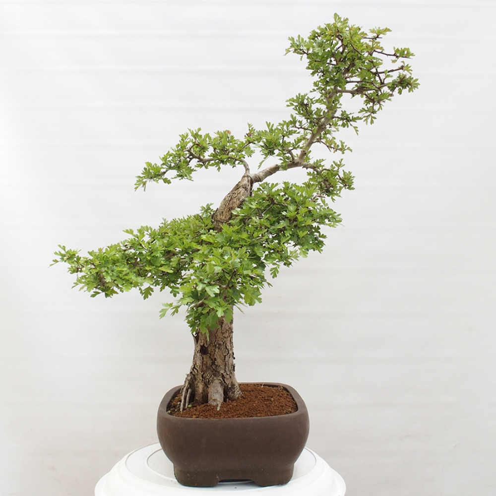 Vonkajší bonsai - Hloh - Crataegus monogyna