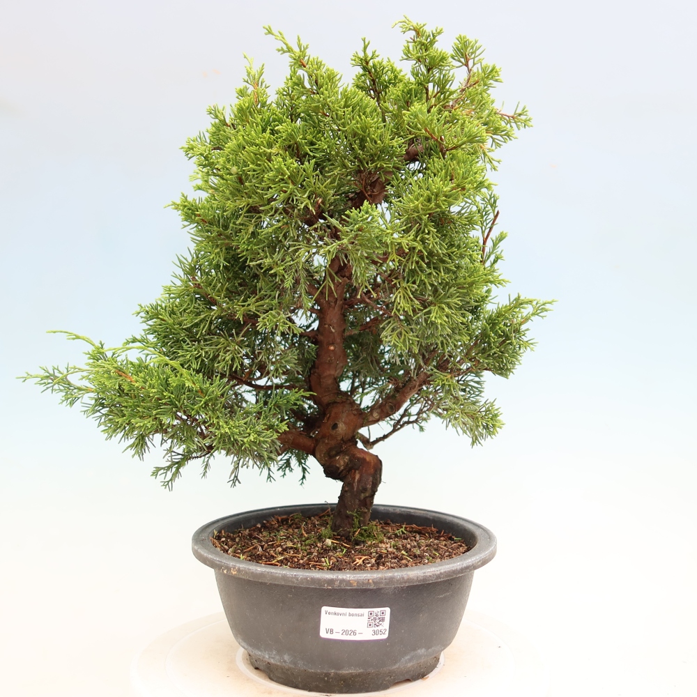 Vonkajší bonsai – Juniperus chinensis Itoigawa – čínsky jalovec