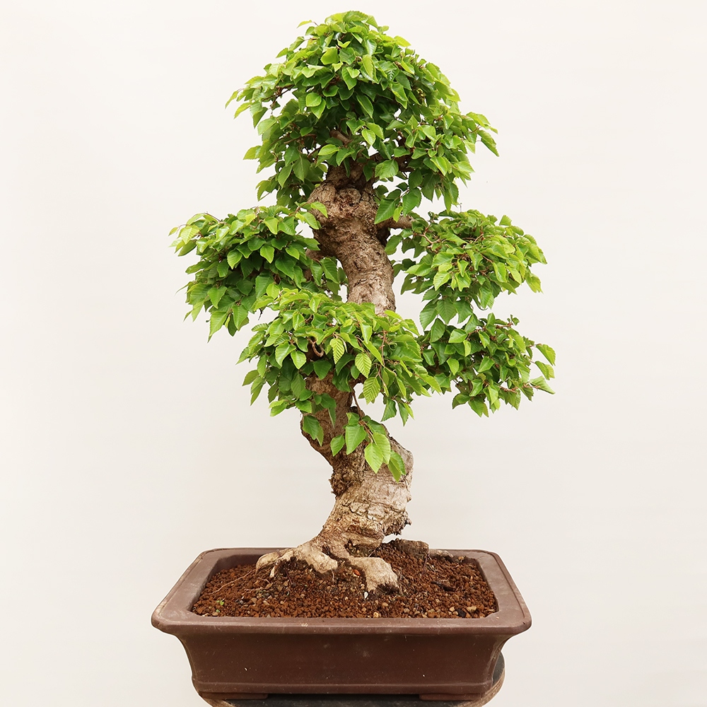 Vonkajší bonsai -Carpinus Coreana - Hrab kórejský