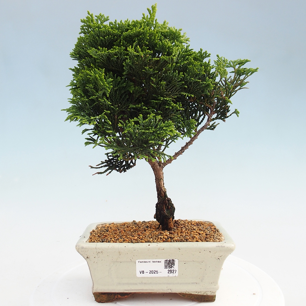 Vonkajšie bonsai - Cham.pis obtusa Nana Gracilis - Cypruštek