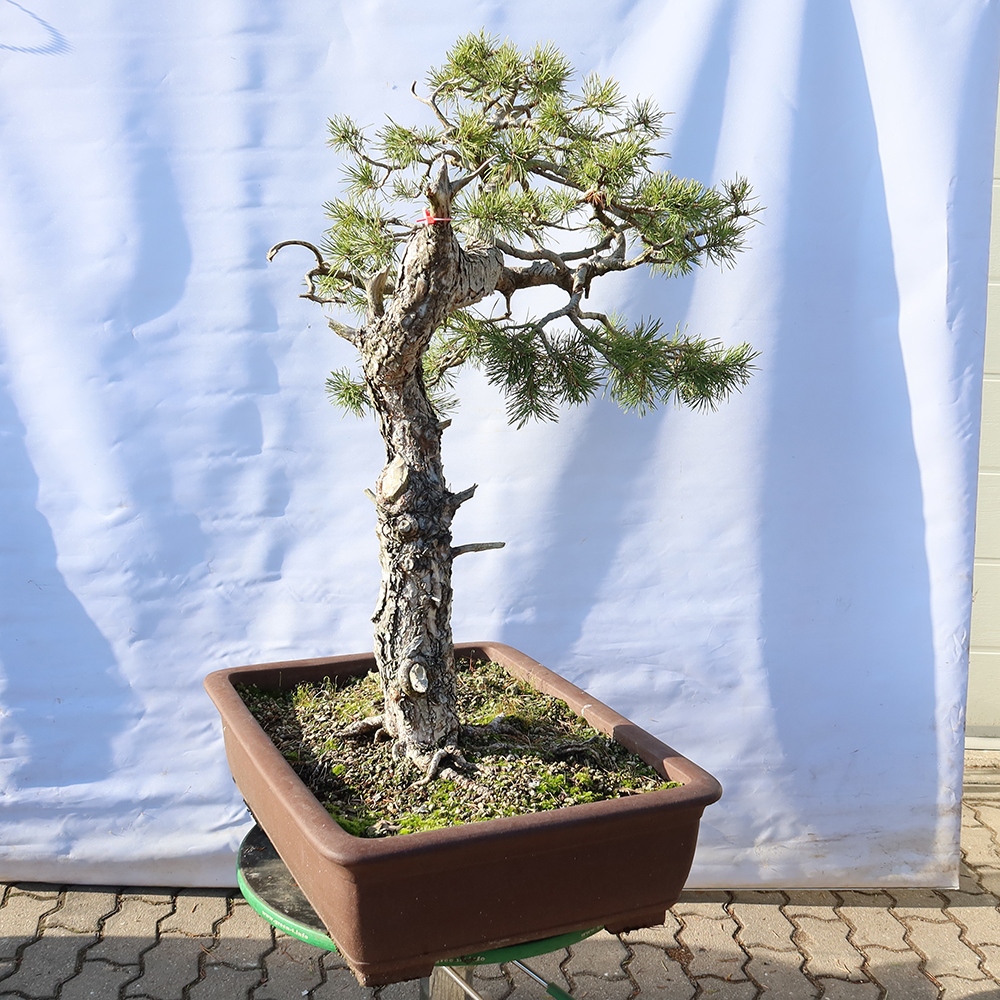 Pinus sylvestris Španielsko – borovica lesná