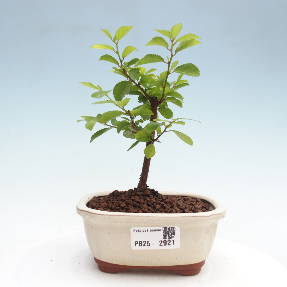 Izbová bonsai - Grewia occidentalis - Hviezdica levanduľová